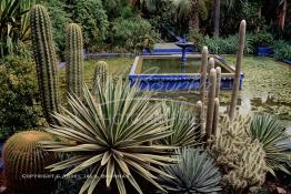 Image du Maroc Professionnelle de  Le Jardin Majorelle une pure merveille crée par le peintre français Jacques Majorelle, qui a eu le coup de foudre pour Marrakech. Yves Saint Laurent et Pierre Bergé font l’acquisition de ce havre de paix durant les années quatre-vingt où Yves Saint Laurent dessina plusieurs pièces. son voeux était de faire de ce parc une œuvre d’art vivante. On y découvre des plantes provenant des cinq continents, yuccas d’Océanie, lotus d’Asie, cactus d’Amérique, palmiers d’Afrique et cyprès d’Europe …, à Marrakech le Lundi 18 Août 1997. ((Photo / Abdeljalil Bounhar) 